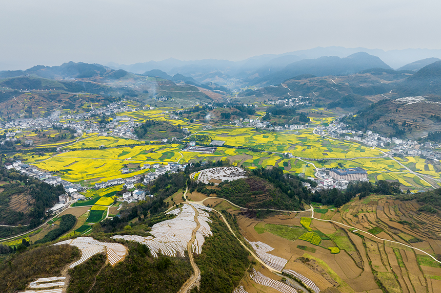 航拍桐梓縣官倉鎮朱天村的油菜花田。人民網記者 涂敏攝
