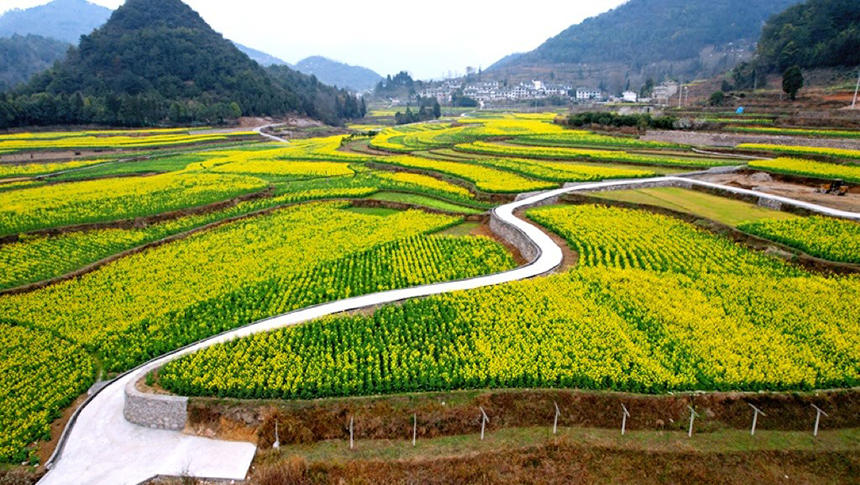 修文大地：金黃調色板 讓鄉村從畫中走來。