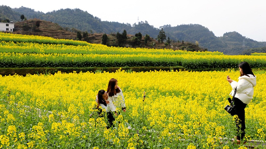 修文大地：金黃調色板 讓鄉村從畫中走來。