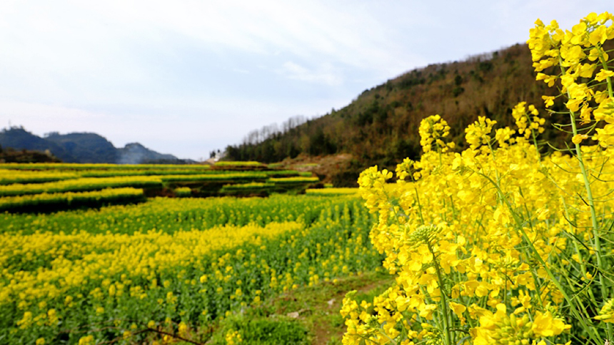 修文大地：金黃調色板 讓鄉村從畫中走來。