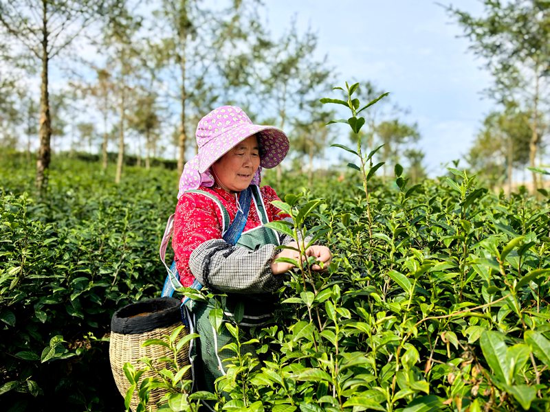 平壩十字鄉600畝茶園“指尖經濟”助農增收。