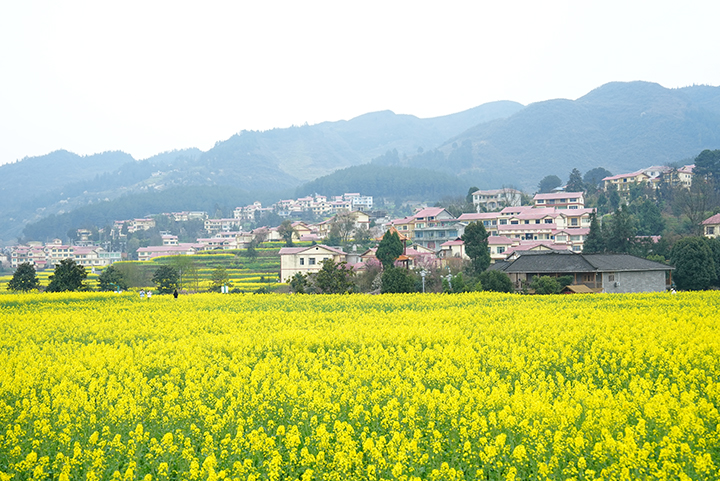 1、仁懷市高大坪鎮金山銀水景區的油菜花田與遠山、村落相映成趣。