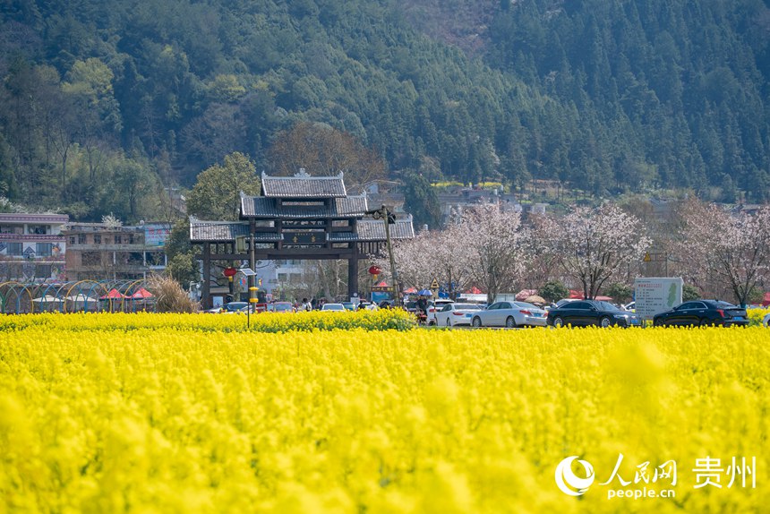 景區內盛開的油菜花。人民網記者 涂敏攝