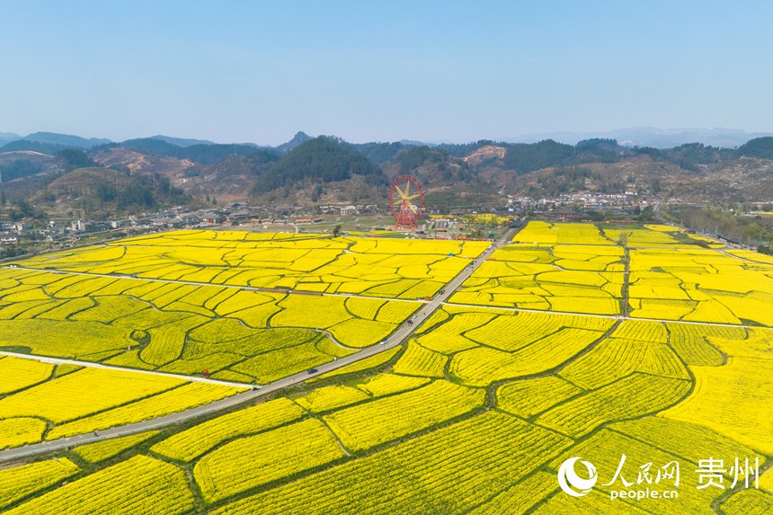 航拍貴定縣“金海雪山”景區盛開的油菜花。人民網記者 涂敏攝