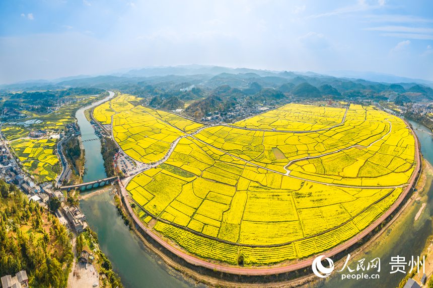 航拍貴定縣“金海雪山”景區盛開的油菜花。人民網記者 涂敏攝