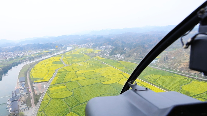 直升機看花海。