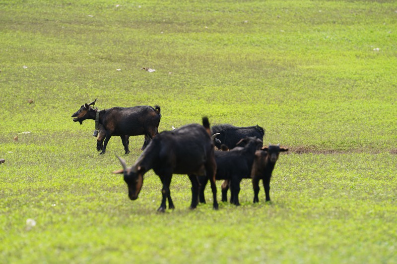 廣袤綠草地上，幾只黑山羊低頭愜意覓食。吳艷禹攝