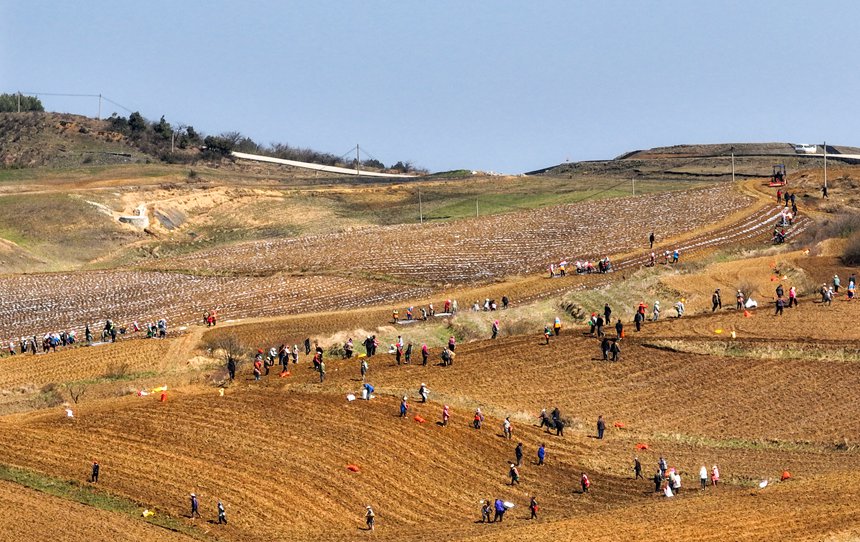 務工群眾在威寧自治縣雪山鎮大發村種植馬鈴薯。 