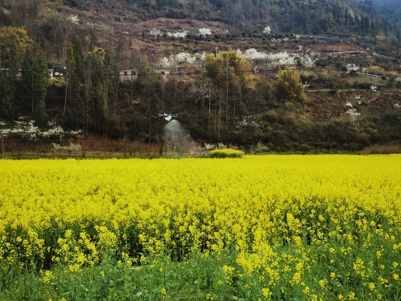 修文縣小箐鎮：無人機“飛防”顯身手 助力油菜穩產增收。