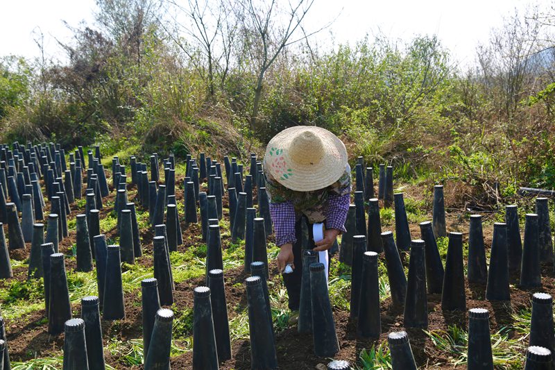 春季管護忙 韭黃產業旺。