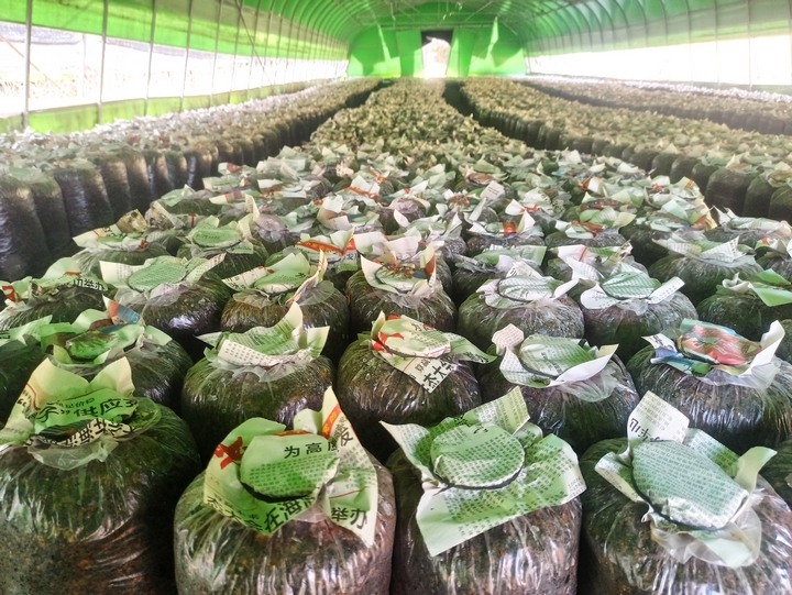 棚內菌棒擺放整齊，江雪 攝.jpg