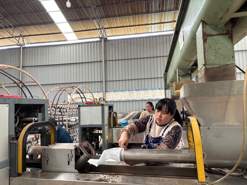 圖為：務工村民正在為菌棒套袋