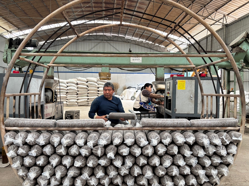 圖為：務工村民正在依次擺放菌棒