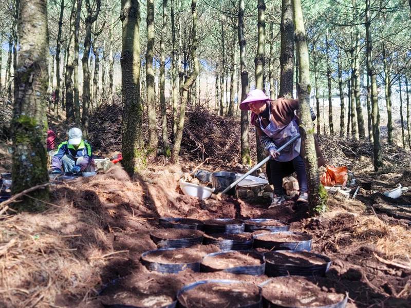 天麻種植現場。謝永奇攝