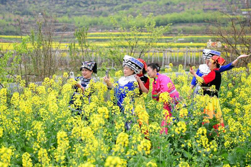 大家拍下盛開的油菜花。