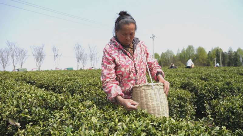 4月1日，松桃苗族自治縣普覺鎮萬畝茶園村民正在采明前茶。任濤攝
