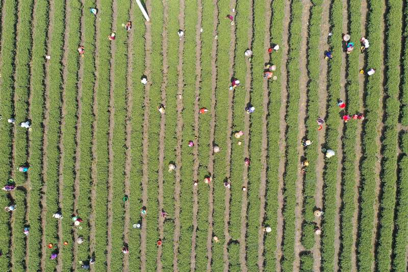 4月1日，松桃苗族自治縣普覺鎮萬畝茶園村民正在采明前茶。任濤攝