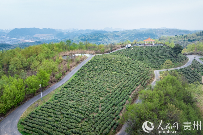 航拍神鵲茶場。人民網記者 涂敏攝