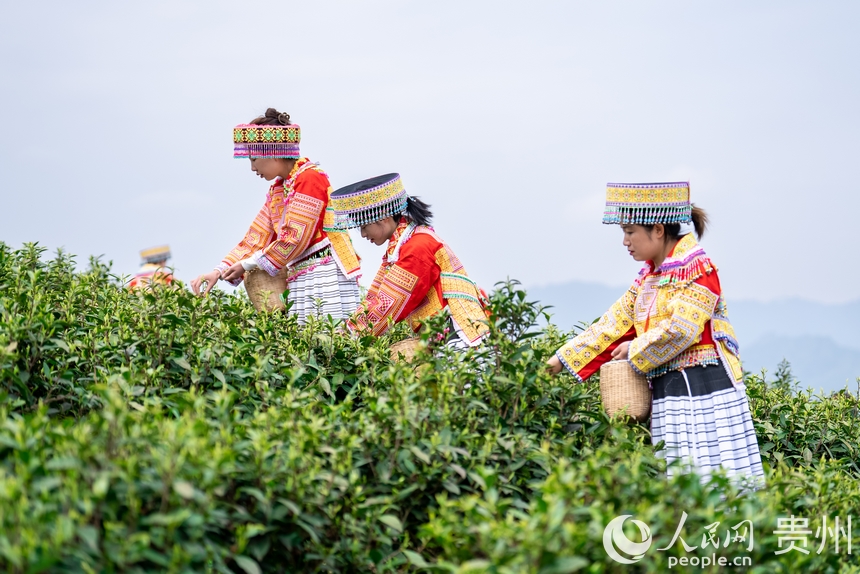 神鵲茶場內，采茶女在采摘新茶。人民網記者 涂敏攝