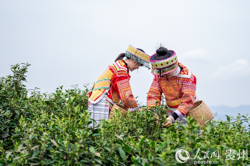 神鵲茶場內，采茶女在采摘新茶。人民網記者 涂敏攝