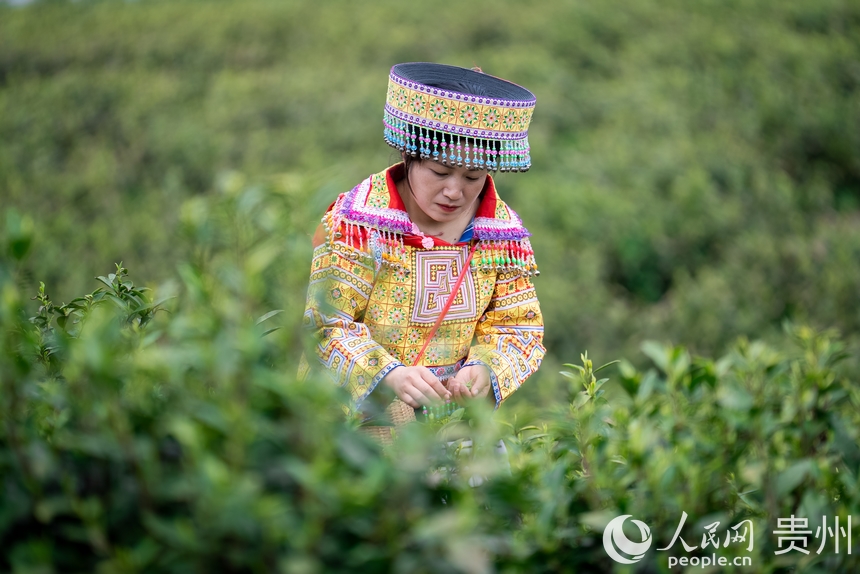 神鵲茶場內，采茶女在采摘新茶。人民網記者 涂敏攝