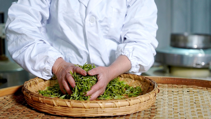 春茶開采，野生生態茶成新寵。