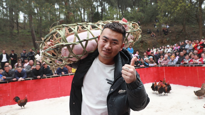 游客抓豬活動抓獲一頭50斤小豬。