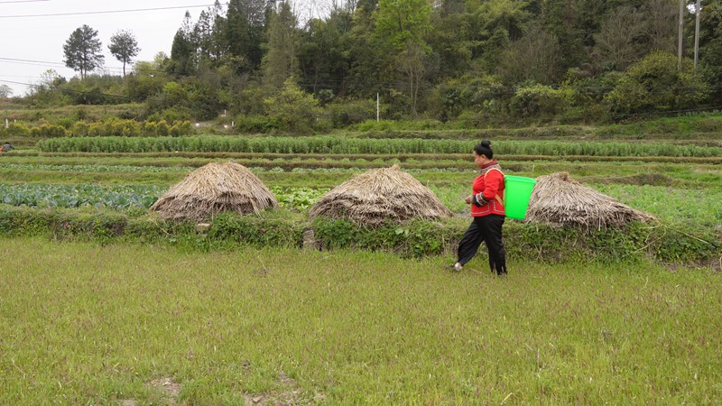 在田野中尋找清明菜。
