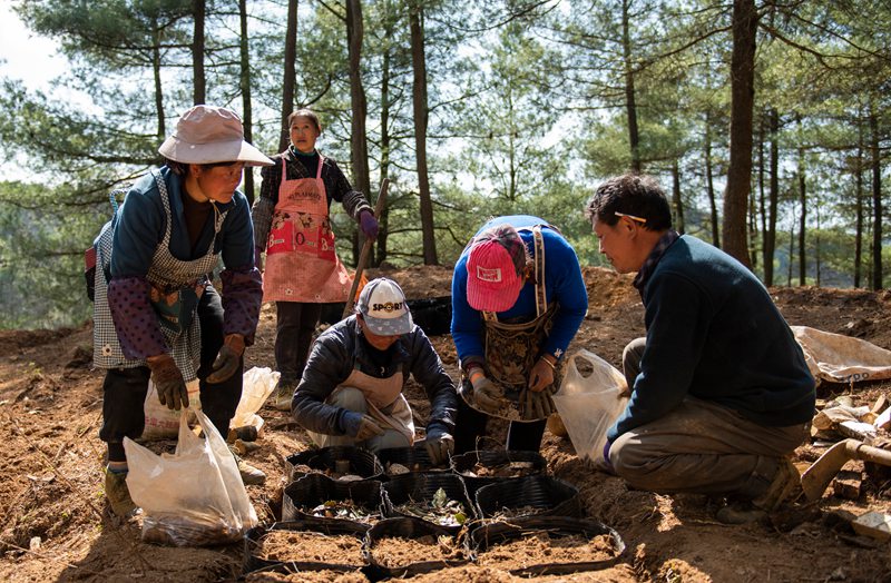 赫章縣安樂溪鄉碗廠村村民林下種植仿野生天麻。李學友攝