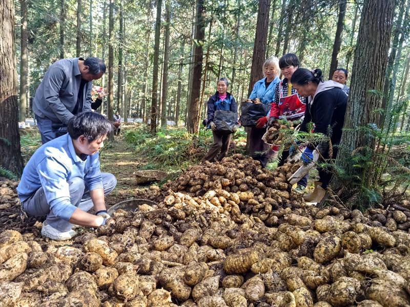 平山林場天麻種植基地工人分揀天麻。閔罡攝