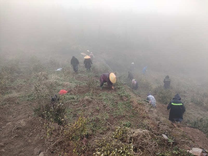 群眾正搶抓時令種植油茶。