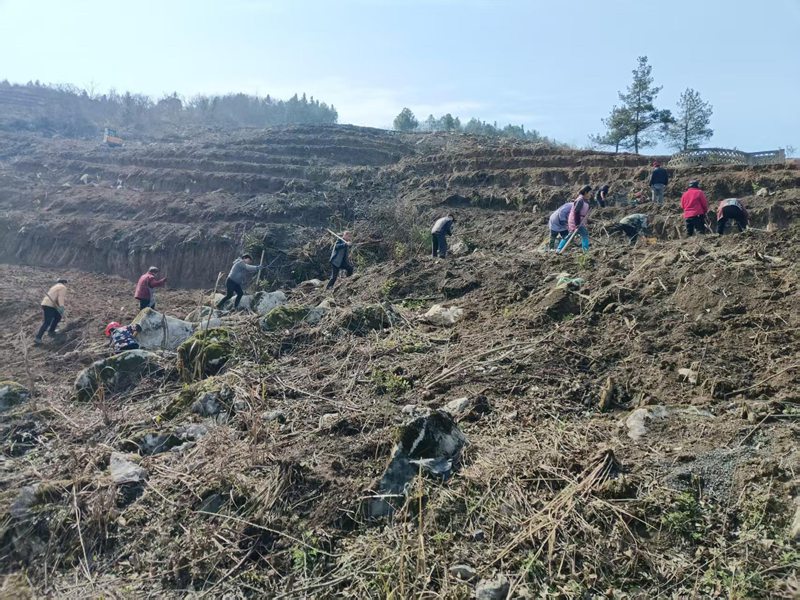 群眾正在搶時間種植油茶。