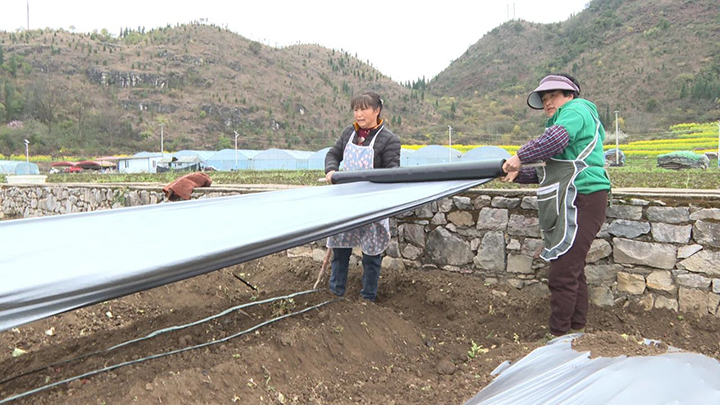 2 圖為村民忙著覆膜。