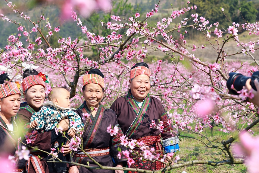 貴州省劍河縣岑松鎮塘腳村桃花種植基地，村民拍照打卡。楊家孟攝