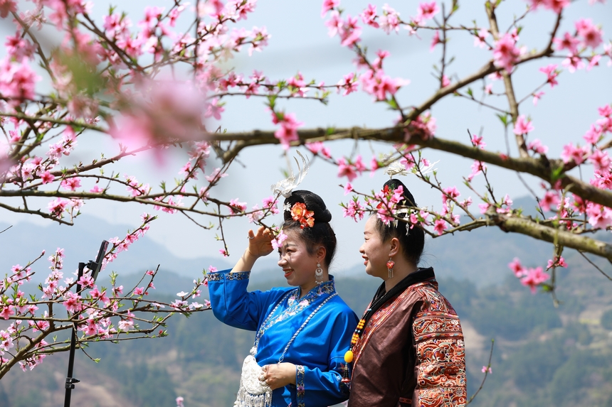 游客在貴州省劍河縣岑松鎮塘腳村桃花種植基地拍照打卡。楊家孟攝