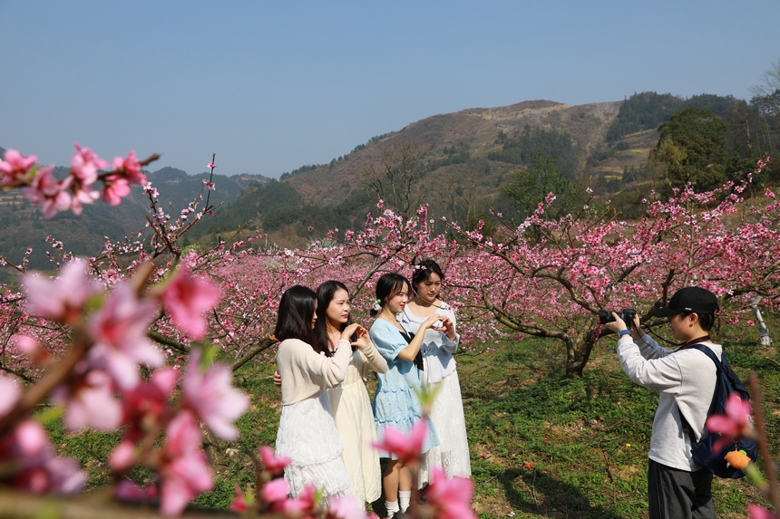 在貴州省劍河縣岑松鎮塘腳村桃花種植基地，游客在拍照打卡。楊家孟攝