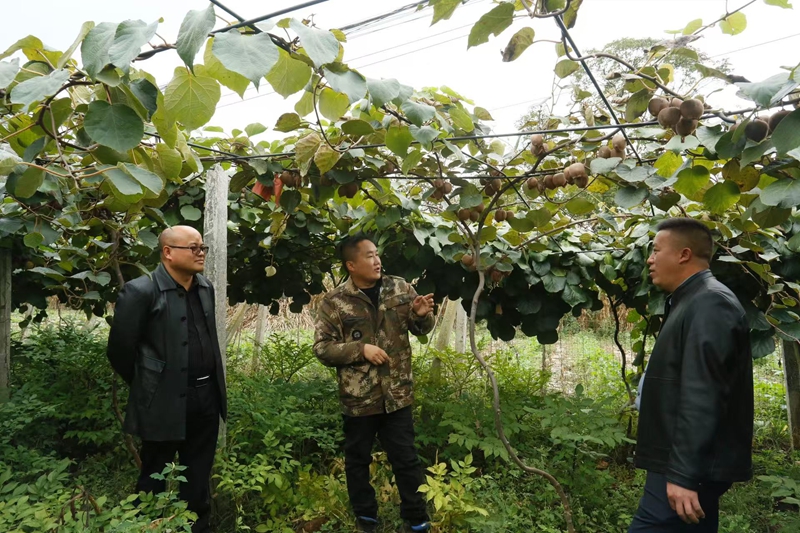 安文忠（左二）和農戶在查看獼猴桃掛果狀況。受訪者供圖