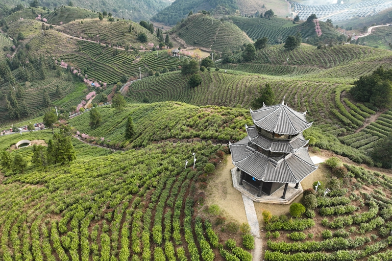 圖為丹寨縣龍泉鎮馬寨村茶園春景。（楊武魁 攝）