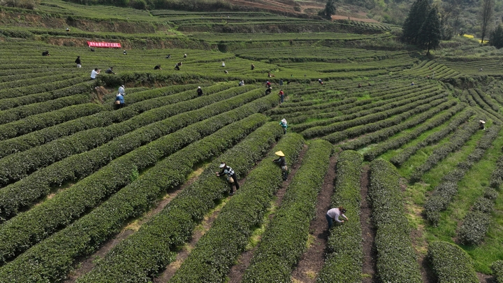 雙手采茶比賽現場 吳艷禹 攝 (3).jpg