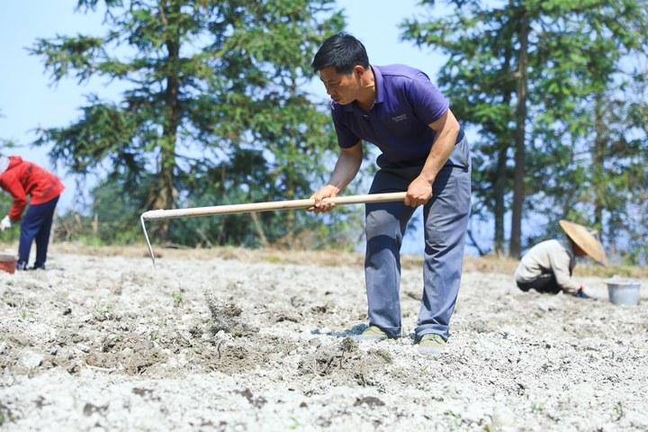 柳寨村村民楊仕能正在威靈仙種植基地挖土打窩。楊潔茹 攝.jpg