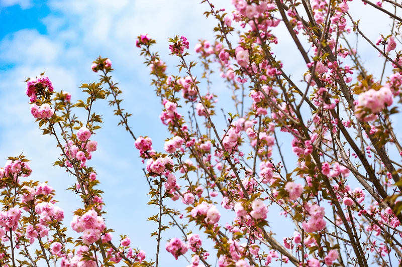 櫻花盛開。