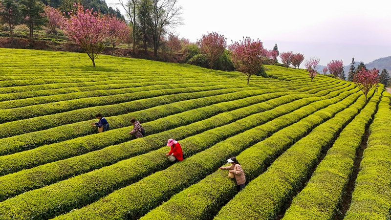 茶農正在采茶。