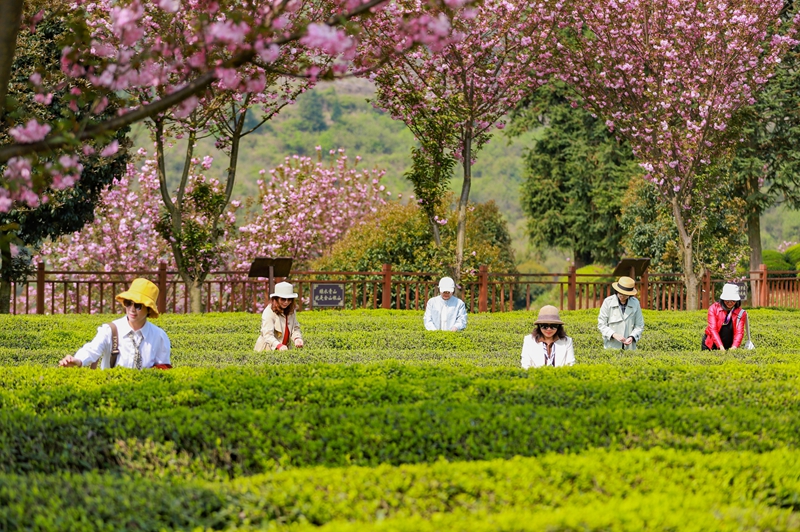 游客正在體驗采摘春茶。