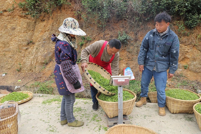 4 圖為茶農正在過稱新采摘的茶青