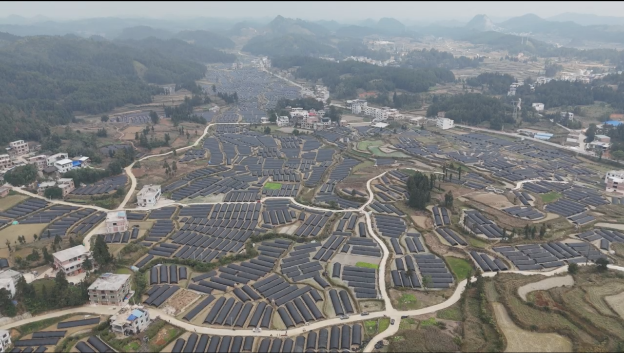 羊肚菌種植基地