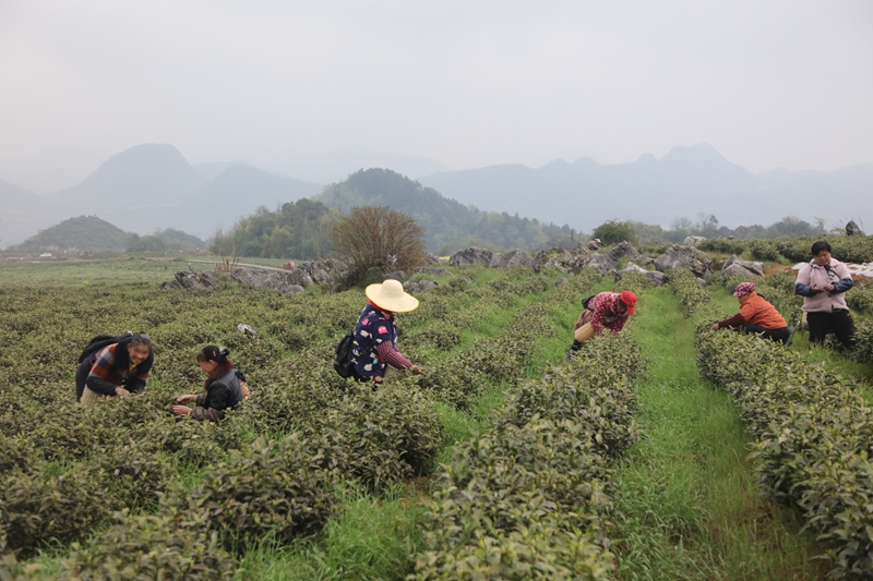 1采茶工人身挎竹簍采摘茶葉
