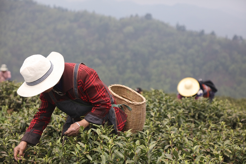 3采茶工人身挎竹簍采摘茶葉