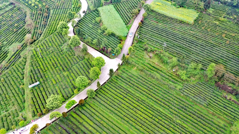 石阡縣龍塘鎮國家現代農業產業園茶園一角。