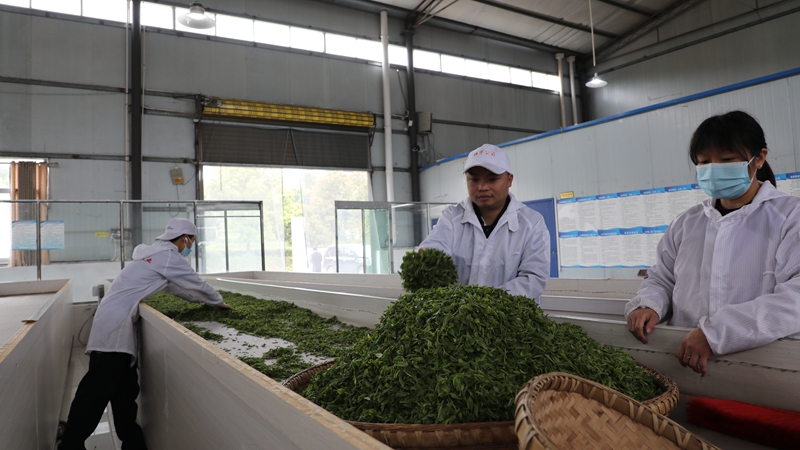 貴州祥華生態茶業有限公司生產車間。