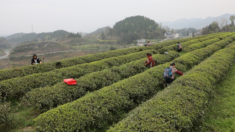 石阡縣龍塘鎮國家現代農業產業園春茶采摘。